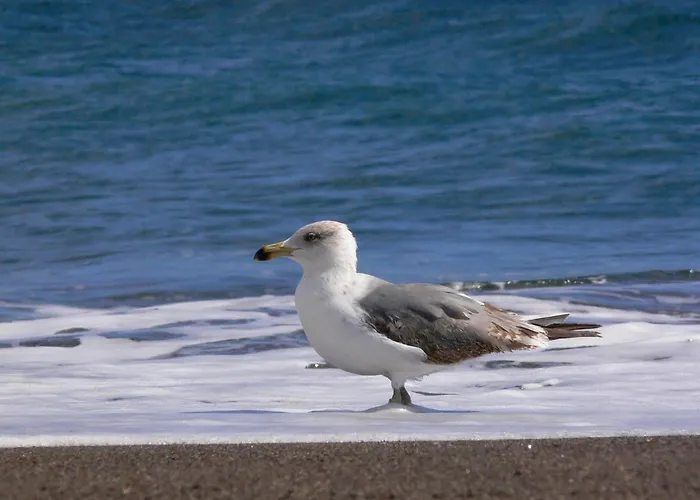 Apartment Sunrise Directly At The Sea La Mareta