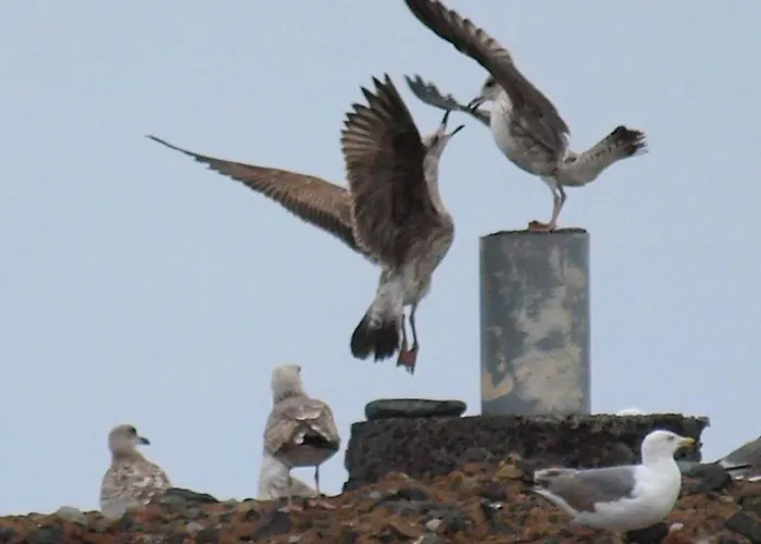 Sunrise Directly At The Sea דירה La Mareta