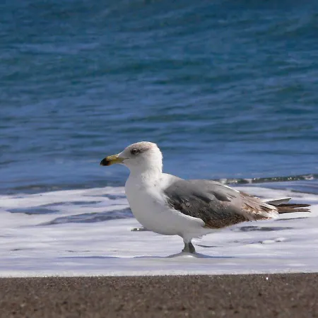 Διαμέρισμα Sunrise Directly At The Sea La Mareta